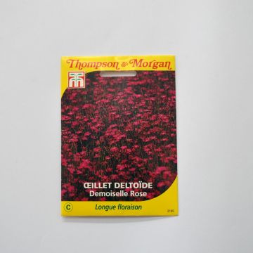 Dianthus Demoiselle Rose - Garofano