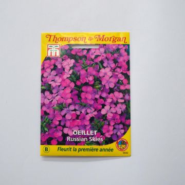 Dianthus Russian Skies - Garofano