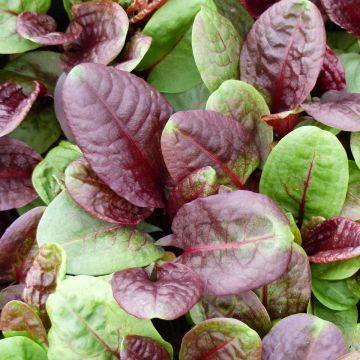 Rumex scutatus Purpurea - Romice scudato