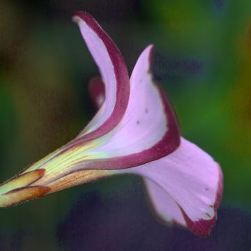 Oxalis versicolor Autumn Pink Oxalis versicolor Autumn Pink