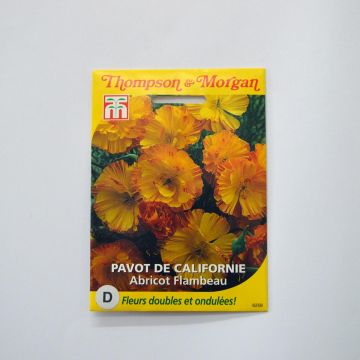 Eschscholzia Apricot Flambeau - Papavero della California