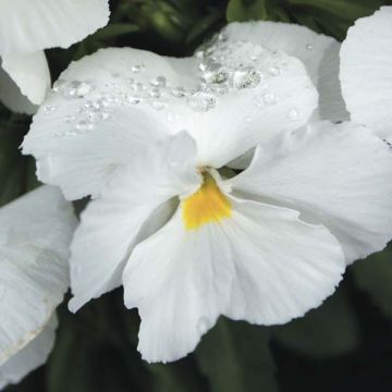 Viola Mariposa Bianco F1 Viola Mariposa Bianco F1