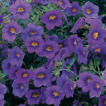 Calibrachoa Million Bells blue star - Petunia nana