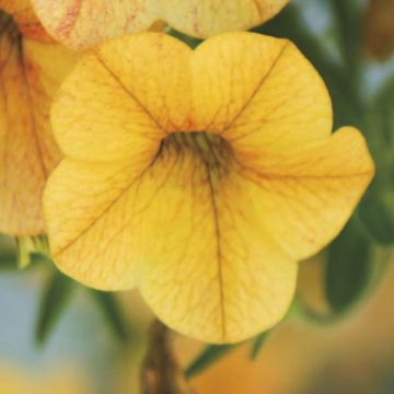 Calibrachoa Million Bells Lemon - Petunia nana