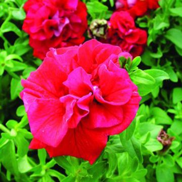 Surfinia Double Red