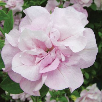Surfinia Conchita Doble Lavender