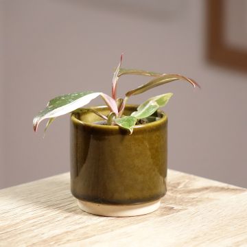 Philodendron Red Anderson - Filodendro