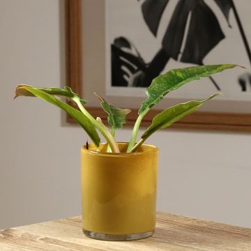Filodendro - Philodendron Ring of Fire