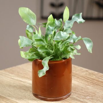 Phlebodium Blue Star - Felce