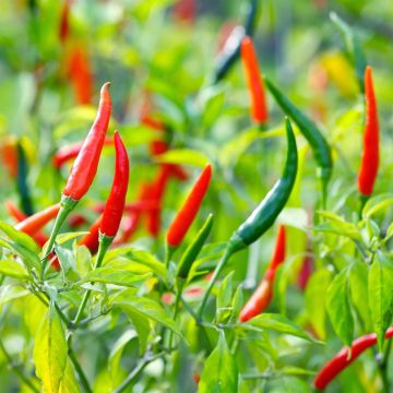 Peperoncino Demon Red
