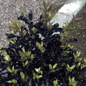 Pittosporum tenuifolium Dark Diva Pittosporum tenuifolium Dark Diva