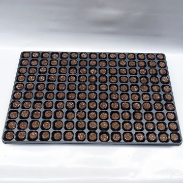 Vassoio e cubetti Fertiss 2 x 4 cm di Fertil: vassoio da 150 cubetti