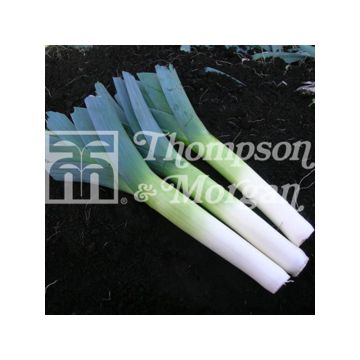 Porro Below-Zero F1