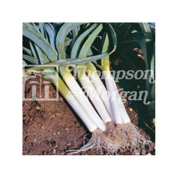 Porro Blauwgroene Winter - Bandit