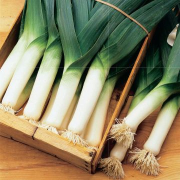 Porro Electra Bio - Ferme de Sainte Marthe