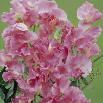 Pisello odoroso Mrs. R. Bolton