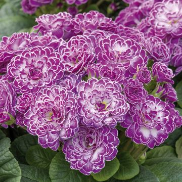 Primula Belarina Candy Frost