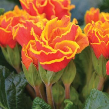 Primula Flamenco Fire