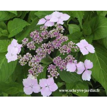 Hydrangea serrata Princesse Eugénie - Ortensia