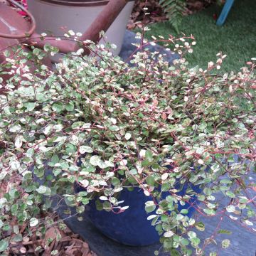 Pseudanthus tasmanicus Radiance - Ciliegio da fiore Pseudanthus tasmanicus Radiance - Ciliegio da fiore