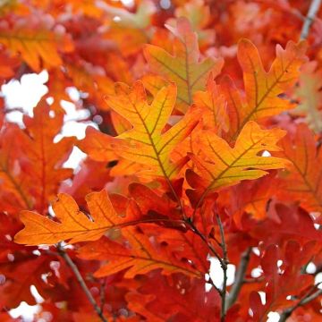 Quercus bimundorum Crimson spire - Quercia colonnare