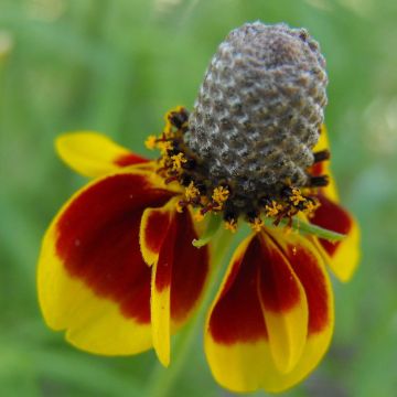 Ratibida columnifera Pulcherrima - Cappello messicano