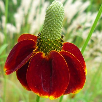 Ratibida columnifera Red Midget - Cappello messicano