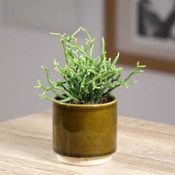 Rhipsalis cereuscula - Cactus