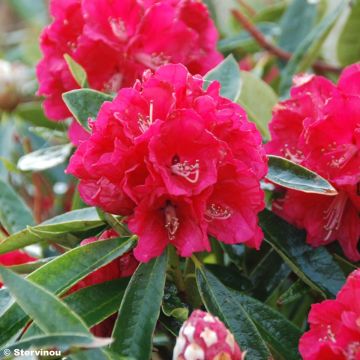 Rhododendron arboreum subsp. arboreum - Rododendro arboreo