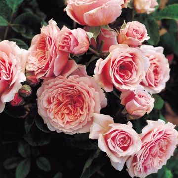 Rosa Generosa William Christie