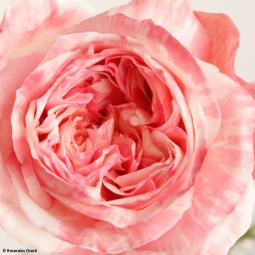 Rosa polyantha Mascaret