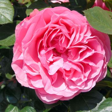 Rosa ad alberello Leonardo da Vinci 'Meideauri'