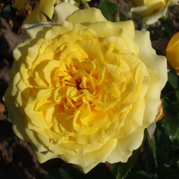 Rosa Les Années Folles La Rotonde