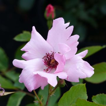 Rosa antica Dainty Bess