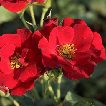 Rosa tappezzante Marondo