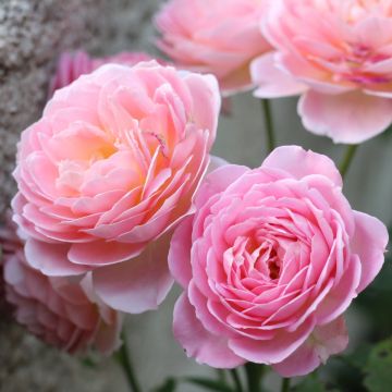 Rosa Jubilee Celebration Rosa Jubilee Celebration