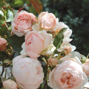 Rosa Generosa Chantal Thomass