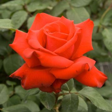 Rosa Grande Amore
