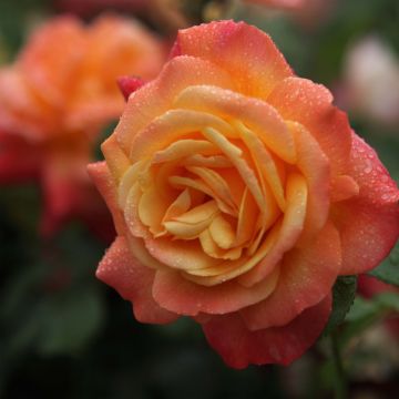 Rosa rampicante Shining Beauty