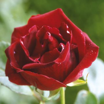 Rosa Guinée - Rosa rampicante