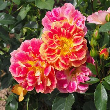 Rosa La Bourbonnaise