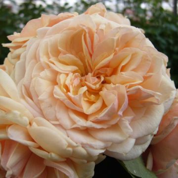 Rosa Generosa Morabito