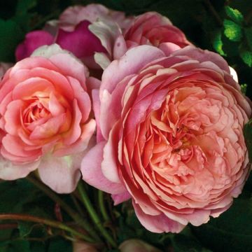 Rosa Generosa Prix PJ Redouté
