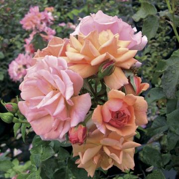 Rosa tappezzante Rigo Aprikola