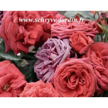 Rosa Jocelyn