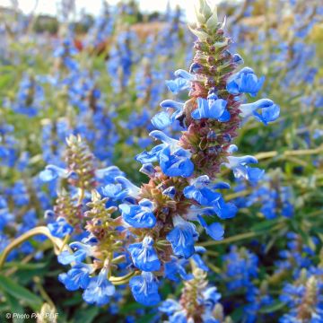 Salvia uliginosa African Skies - Salvia delle paludi Salvia uliginosa African Skies - Salvia delle paludi