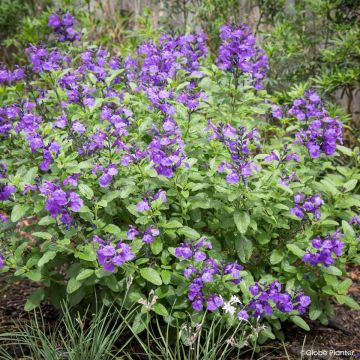 Salvia microphylla So Cool Purple - Salvia arbustiva
