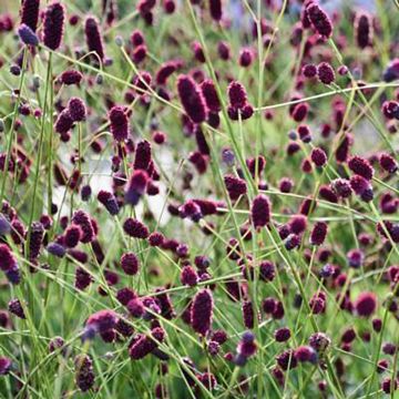 Sanguisorba Plum Drops