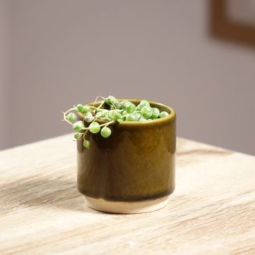 Senecio rowleyanus Variegata - Pianta del Rosario