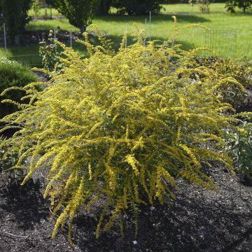 Solidago rugosa Fireworks - Verga d'oro